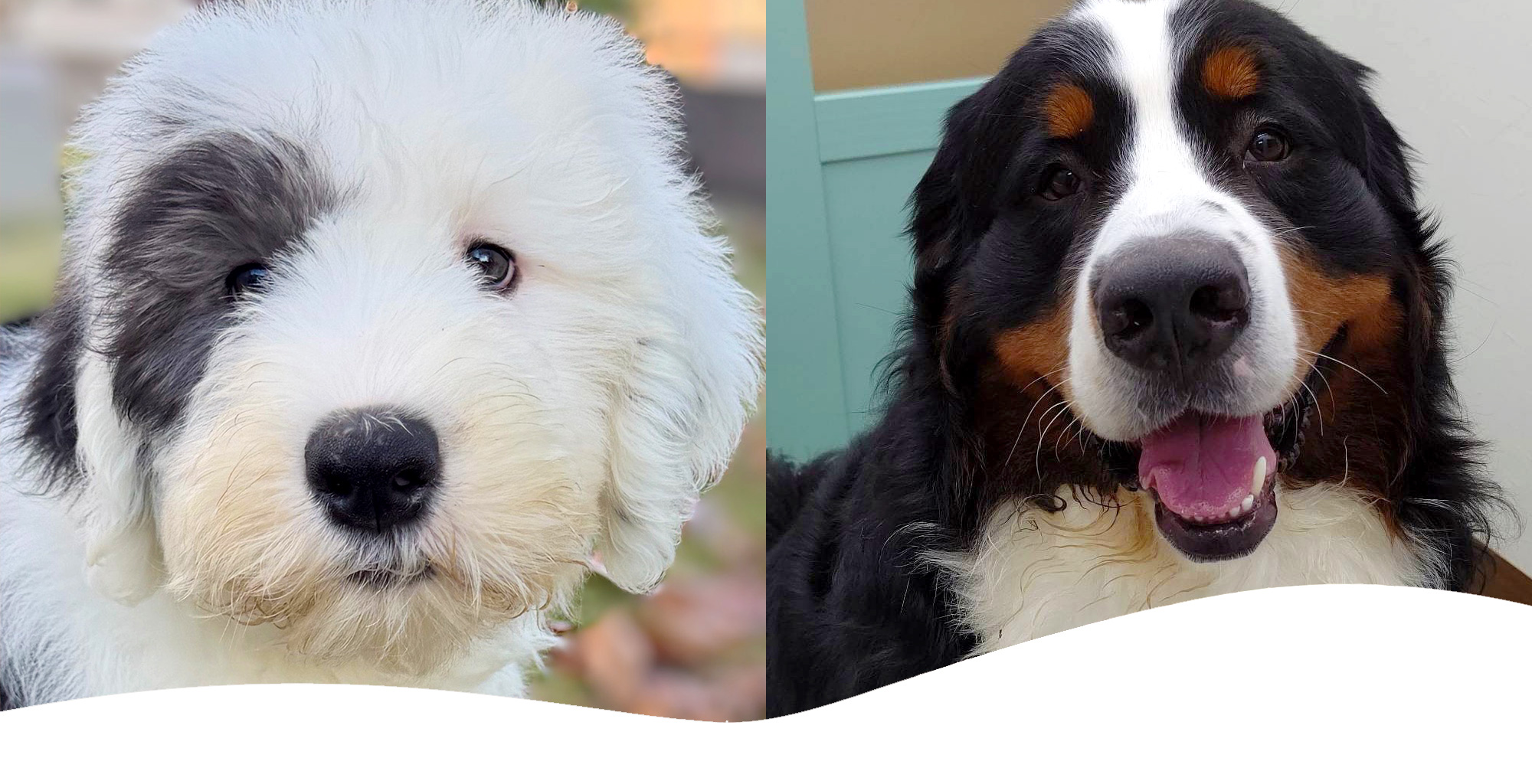 アイビー動物病院