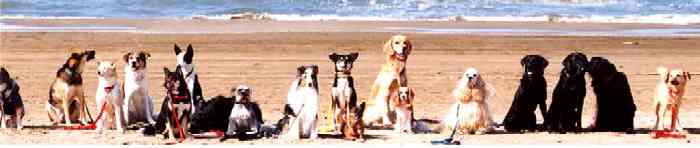 おくだ動物病院