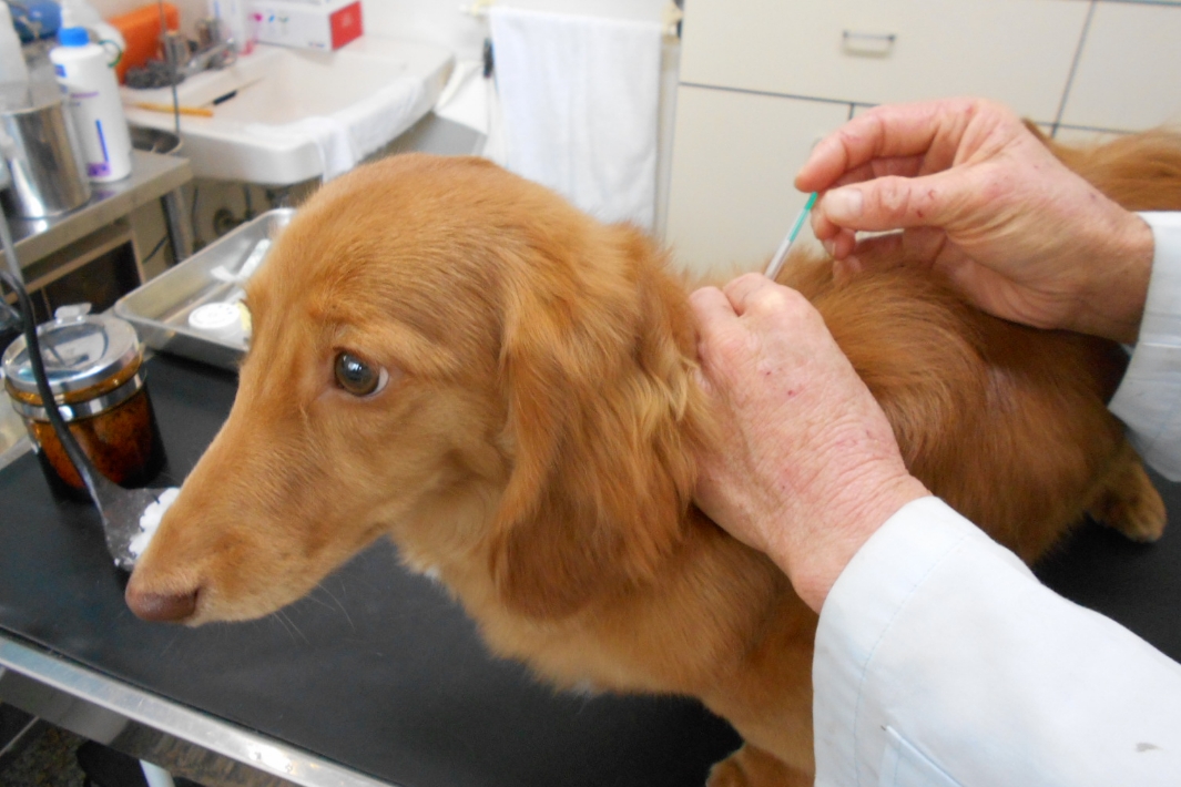 せじま動物病院