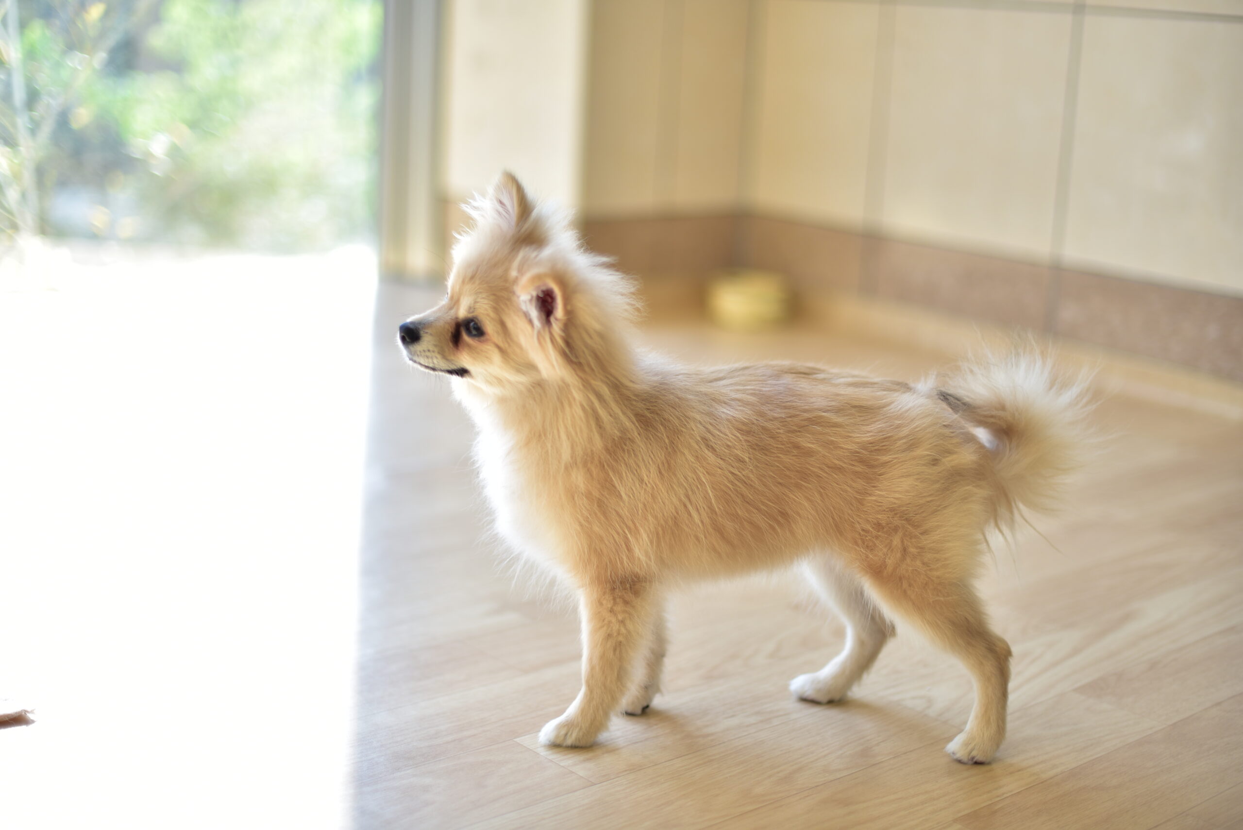 舞浜ユーラシア ペットスクエア  ムーワン