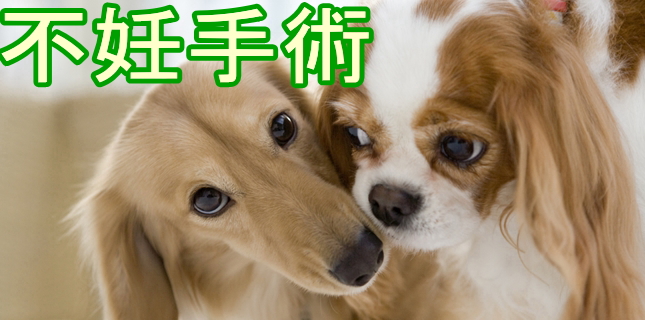 はなのき動物病院