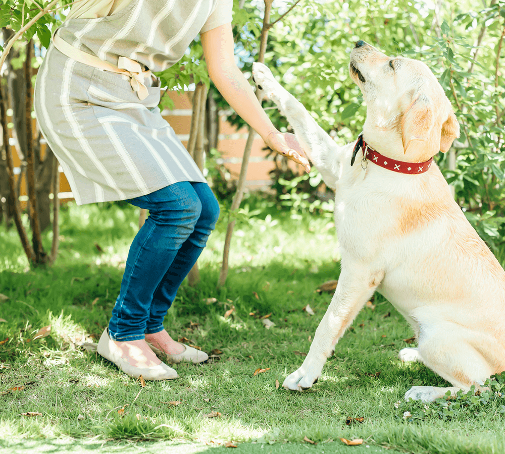 シンシア・ペット・クリニック