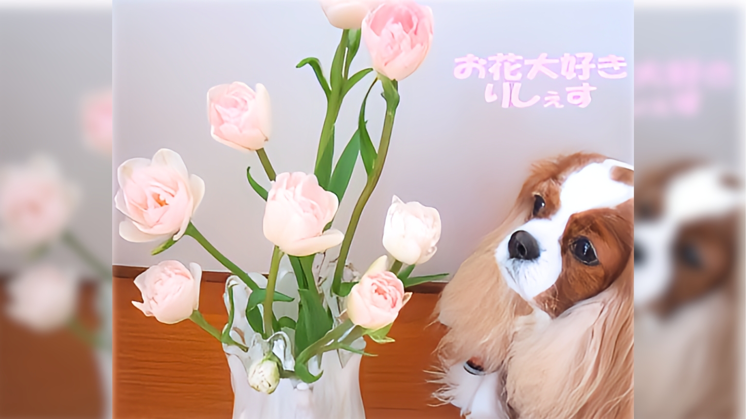 旧軽井沢菊池動物病院