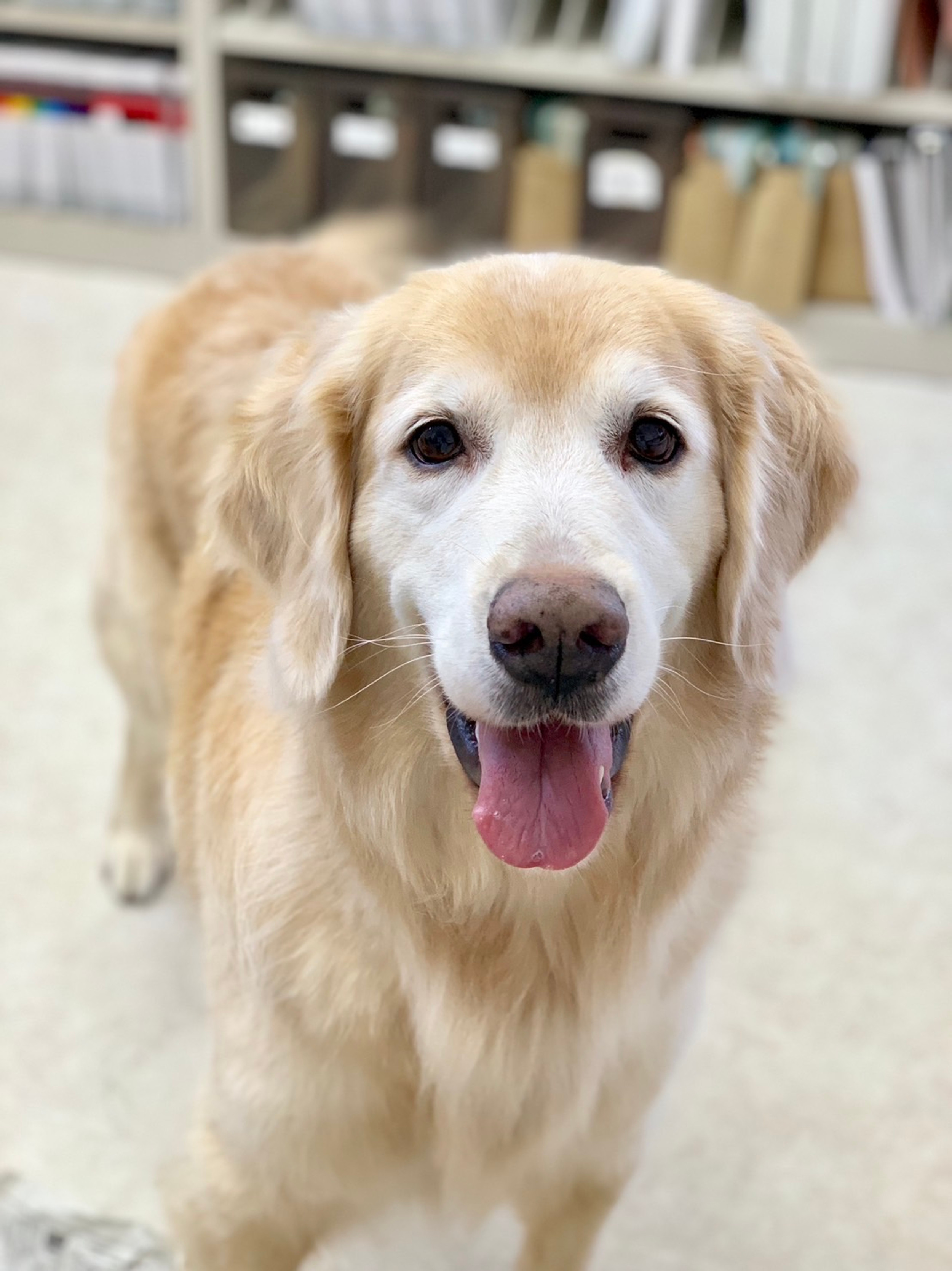 いせだ動物クリニック