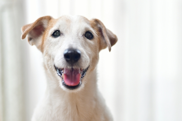 あおのペットクリニック