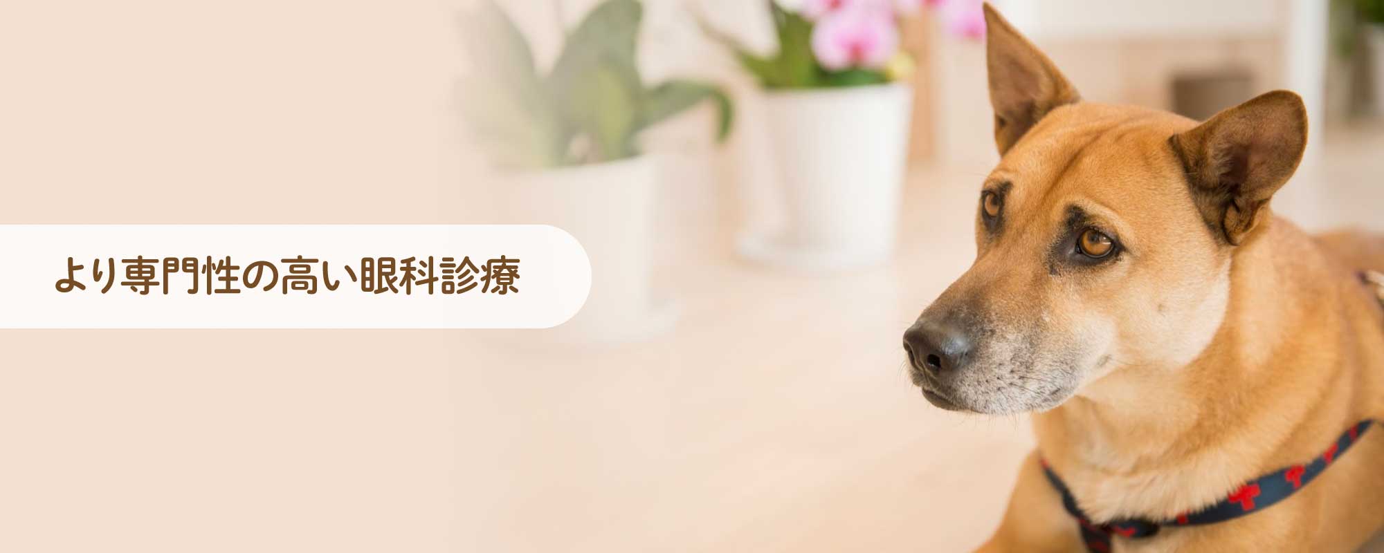 こやま動物病院