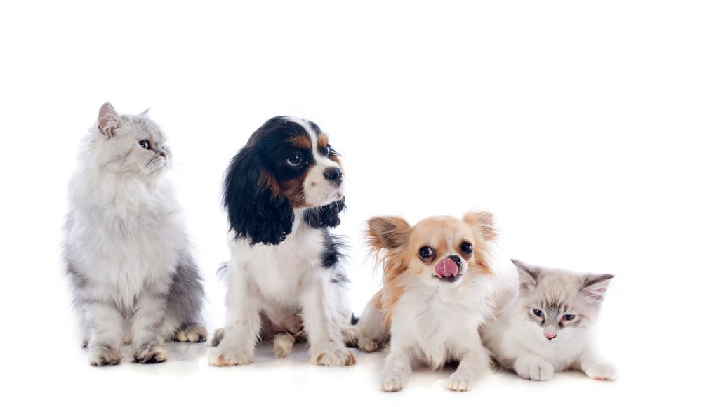 溝辺ペットクリニック