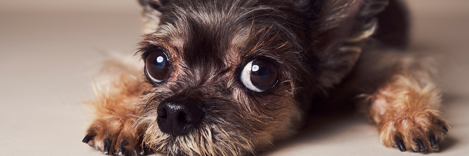 くまがいペットクリニック