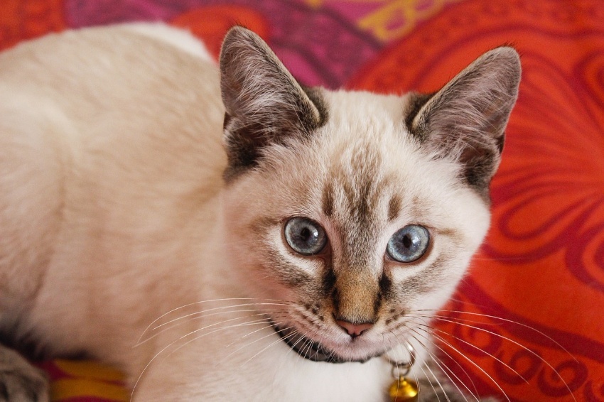 末広小動物診療室