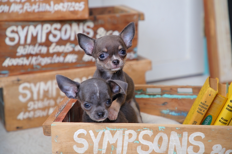 ペット・サロン・デイジー