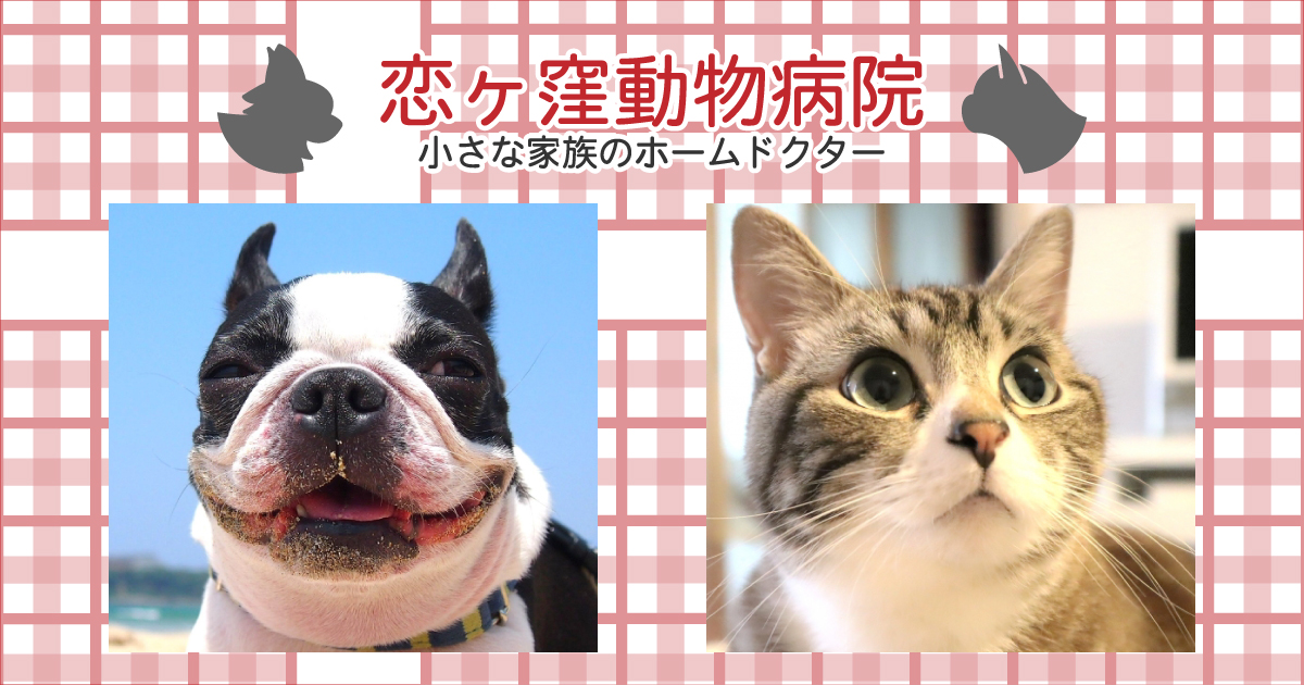 恋ヶ窪動物病院