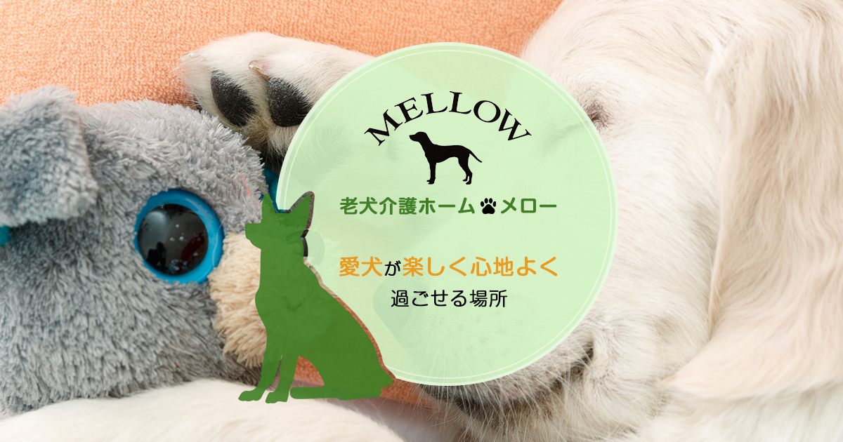 老犬介護ホームメロー