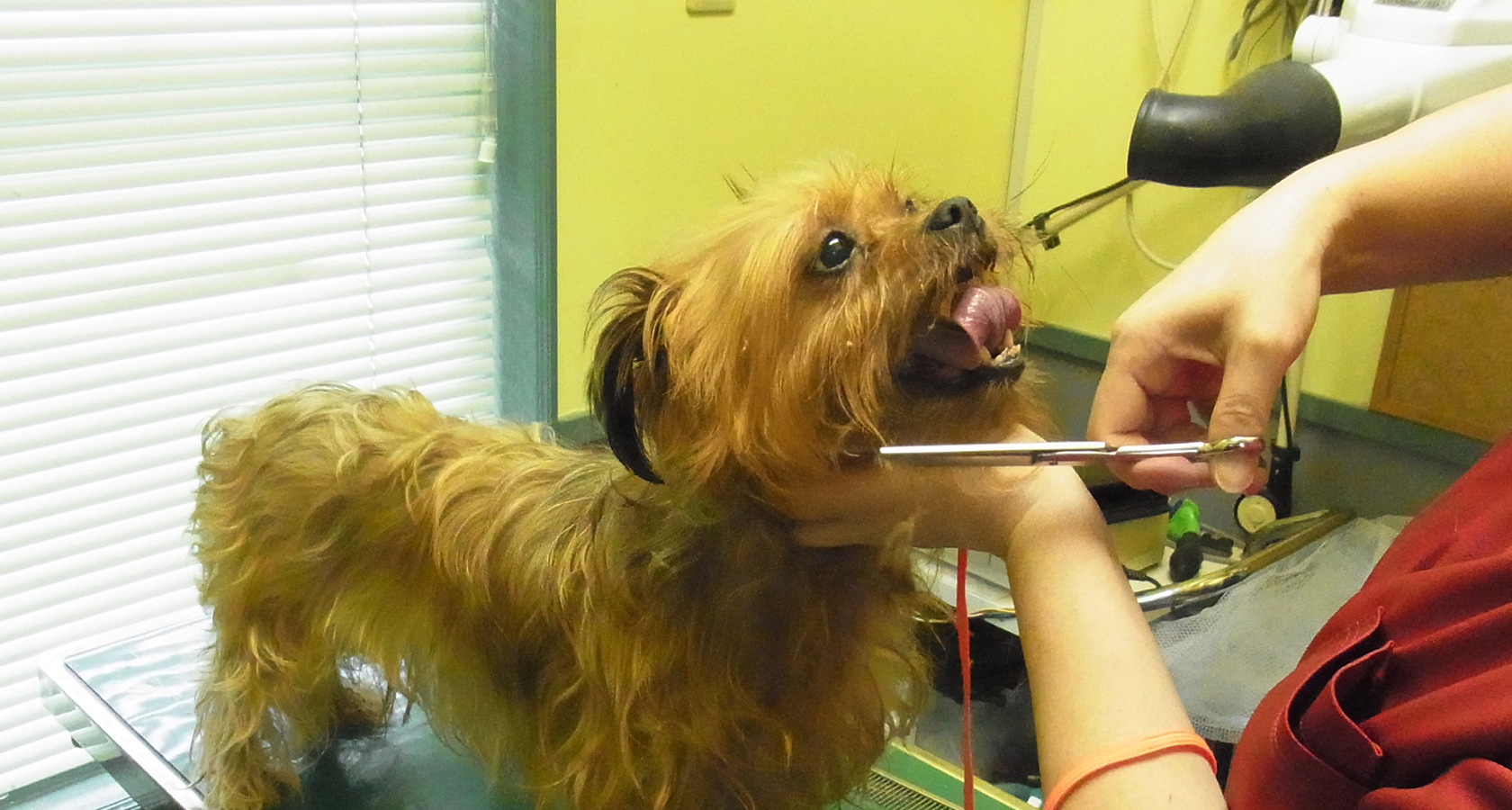 アニマルドクターうえのコスモス通り動物クリニック