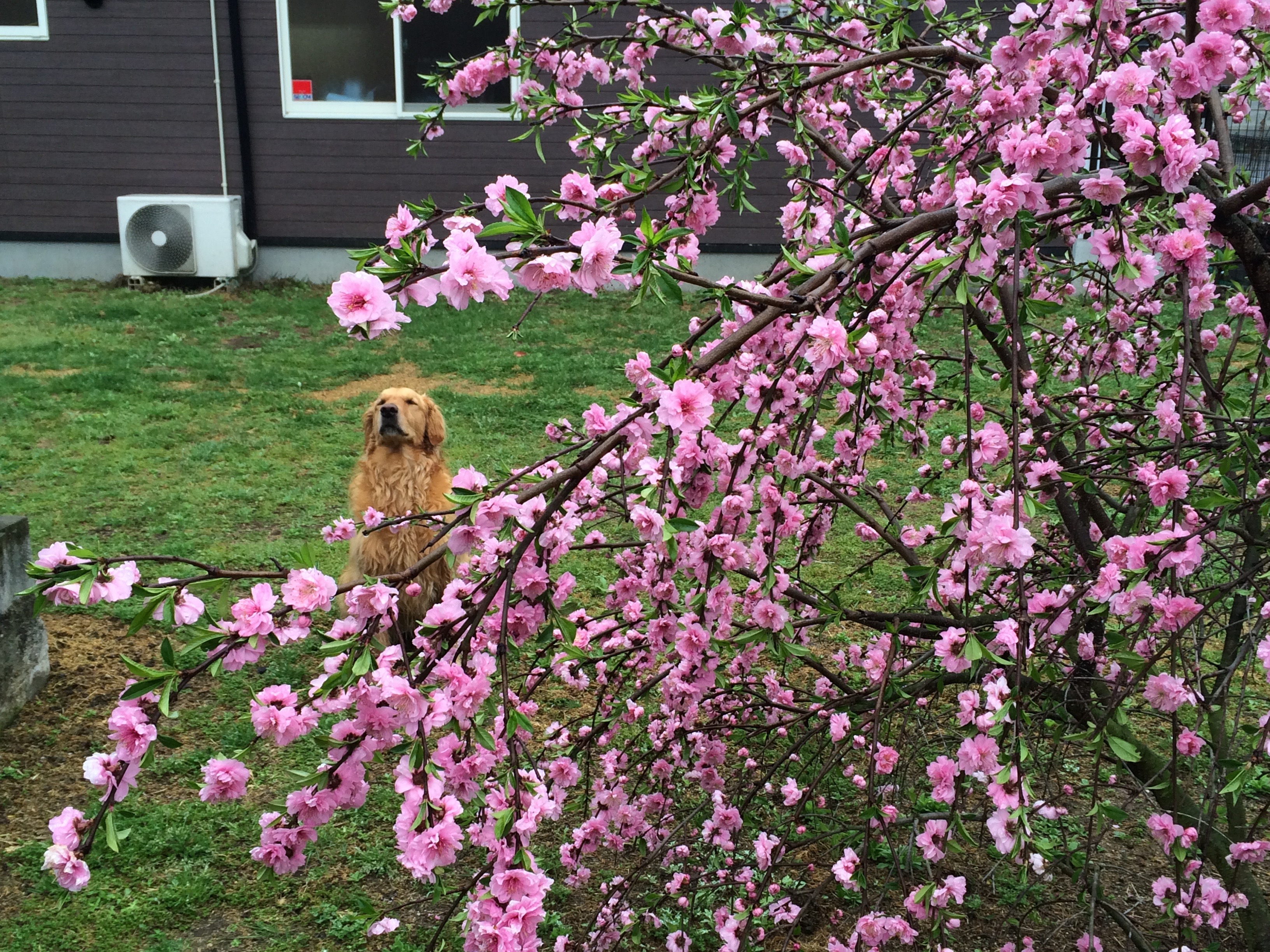 あっぷる動物病院