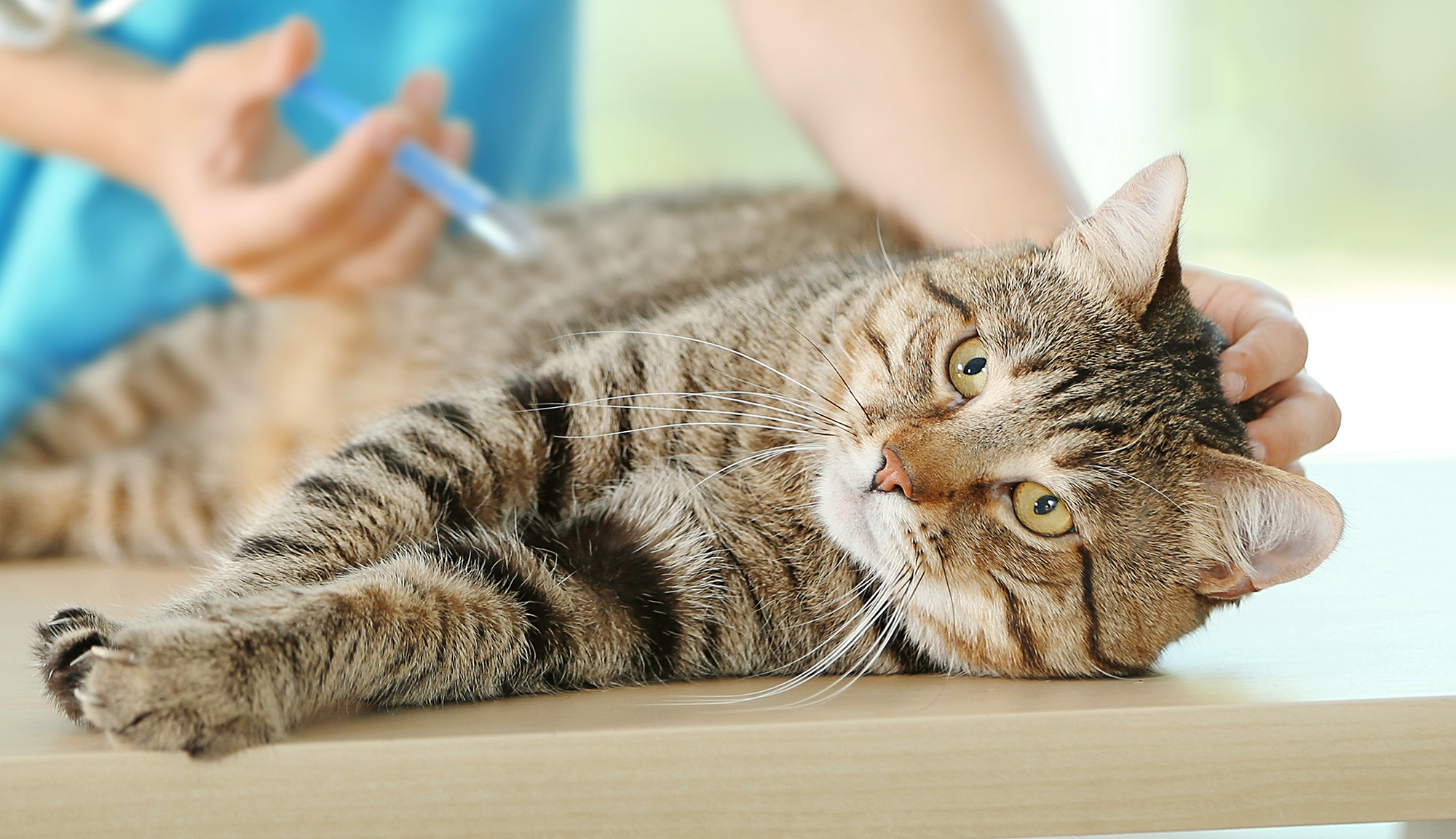 往診専門クルーアニマルクリニック