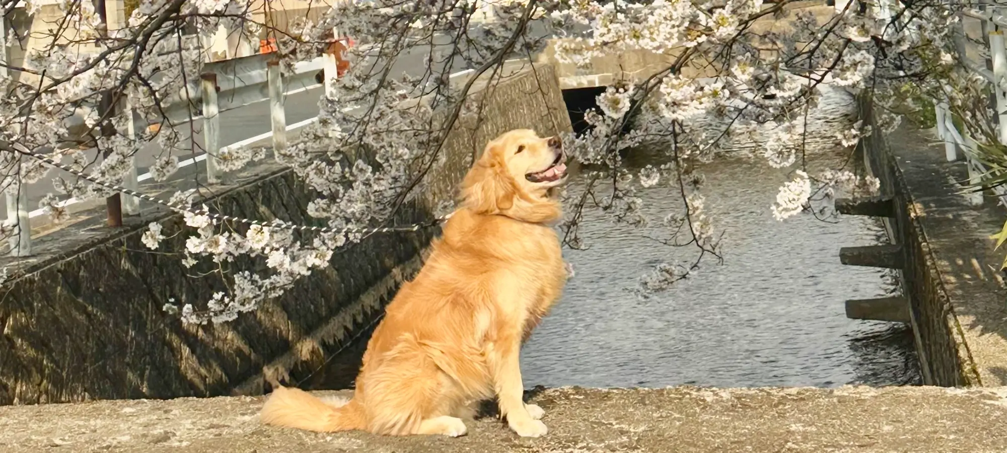 いずも神立動物病院