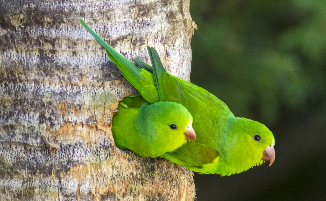 小鳥と小動物の病院
