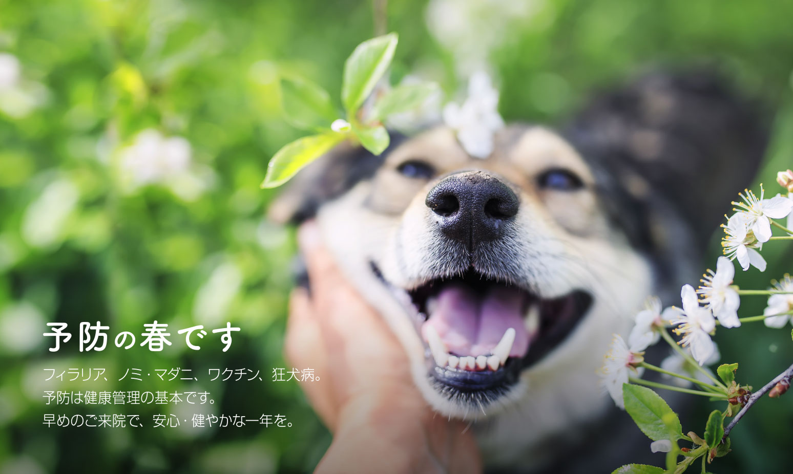 飛鳥山動物病院