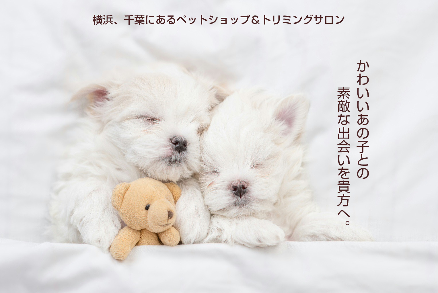 ペットアイランド港北高田店