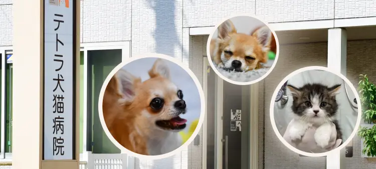 テトラ犬猫病院