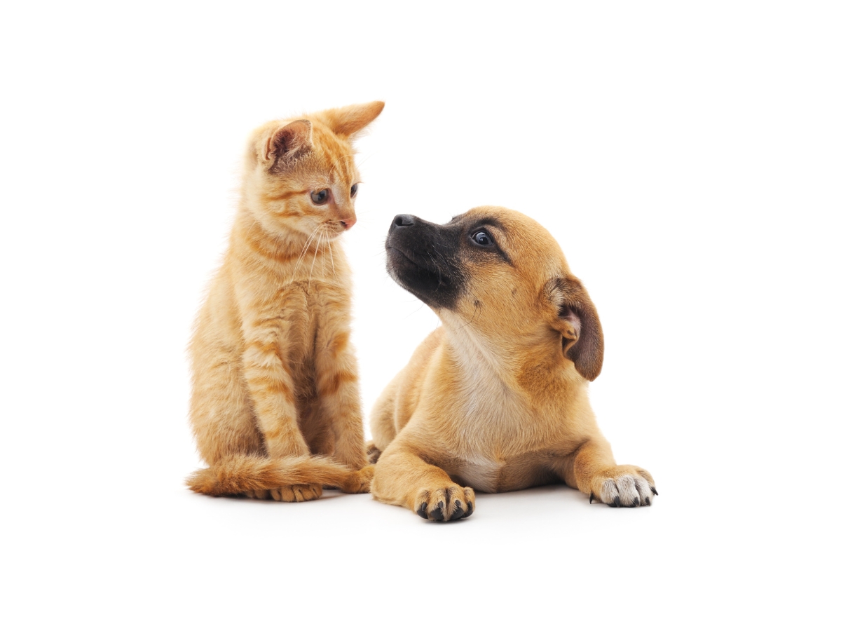 おかはな動物病院