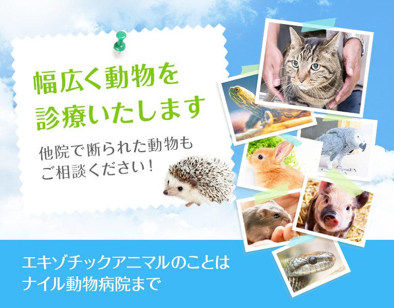 ナイル動物病院