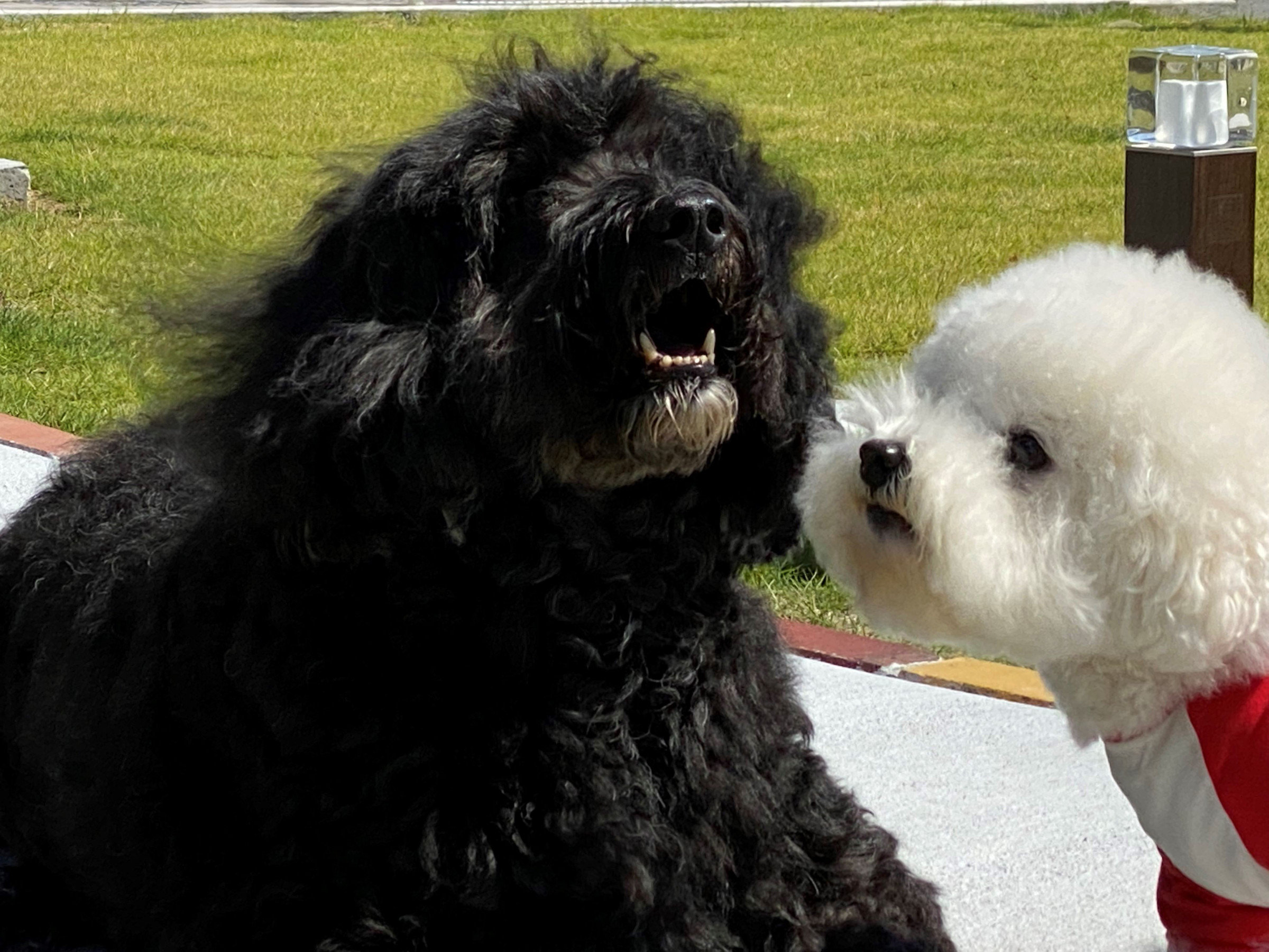 くぅ動物行動クリニック