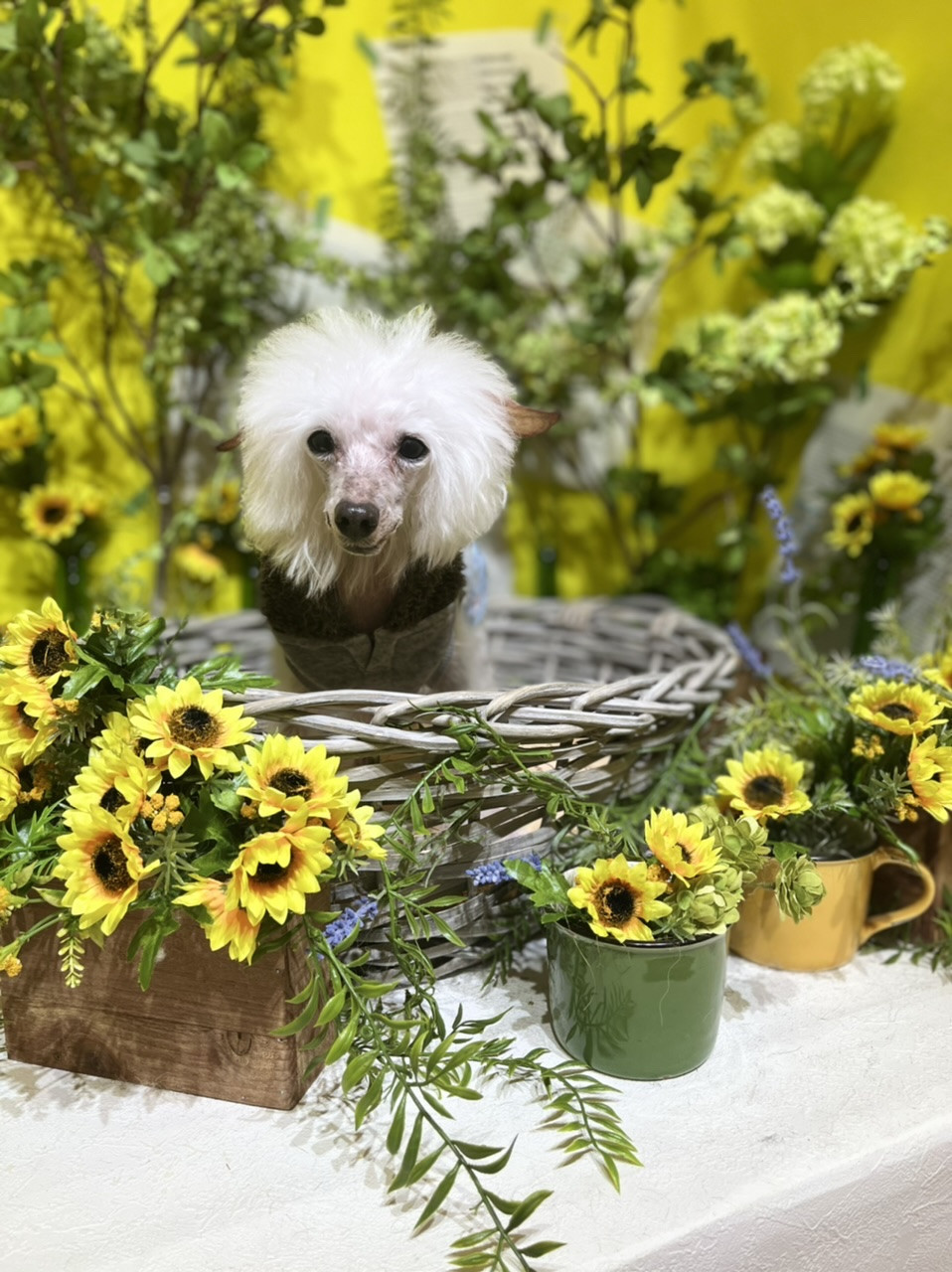 犬の美容室 あべる