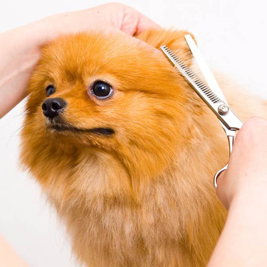 トリミングサロン...