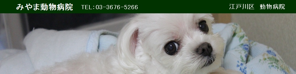みやま動物病院