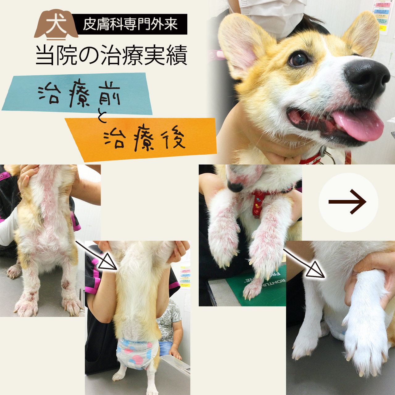 タガワアニマルホームドクター