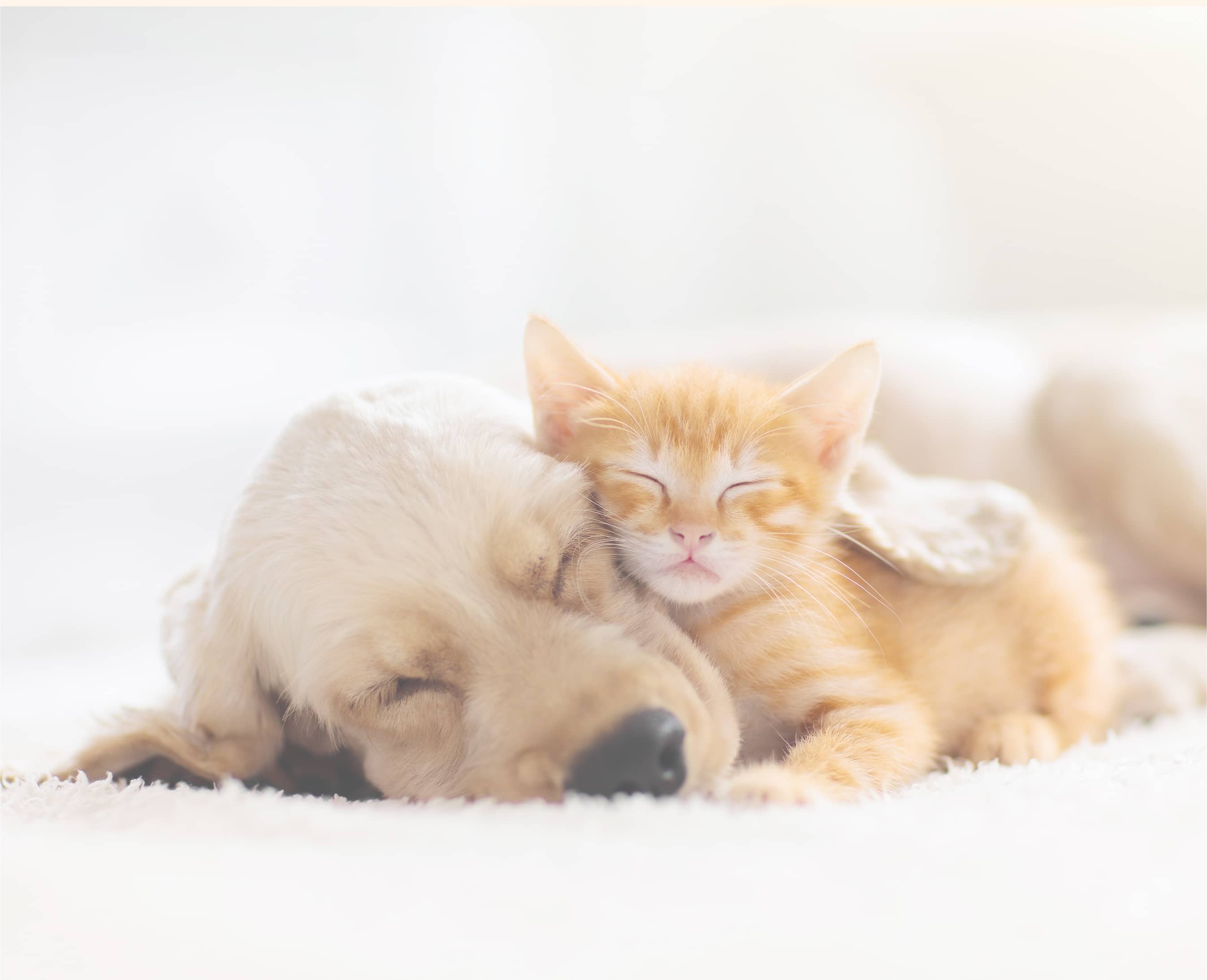 北堀江動物病院