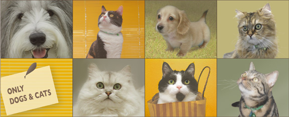 ハリーペットクリニック