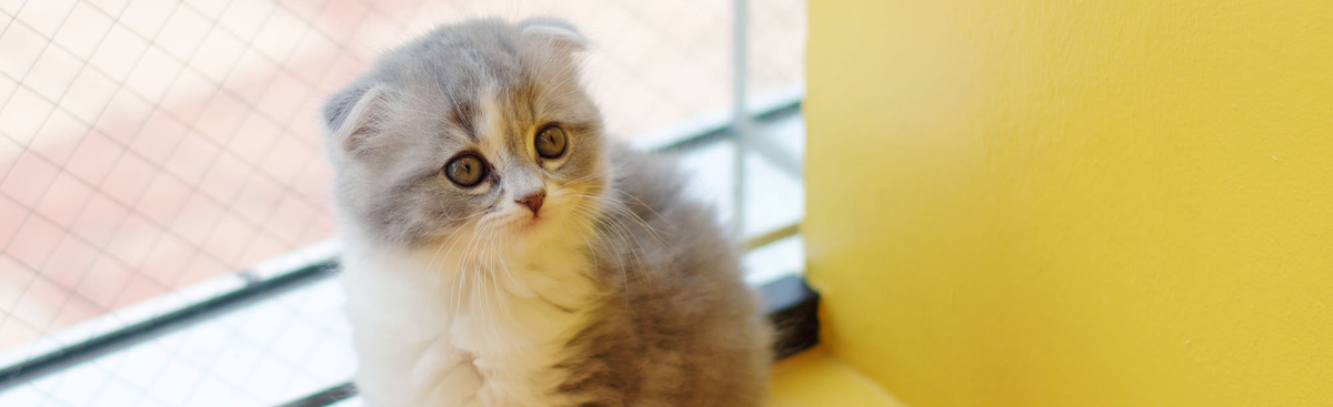 セントラルペットクリニック