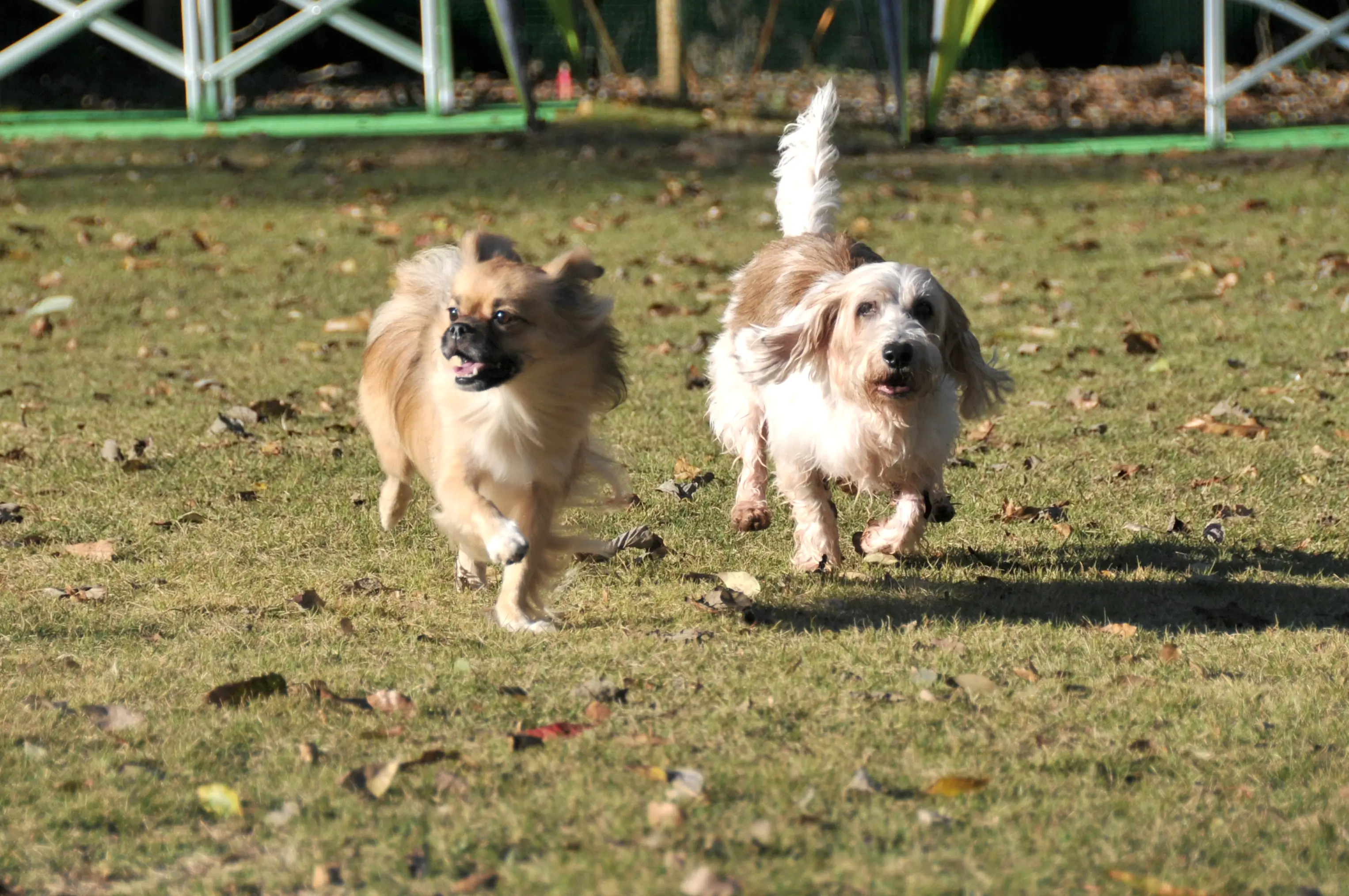 ペットメディカル久が原