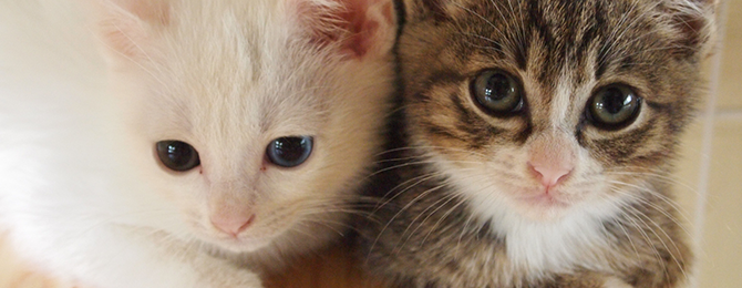 陶の里動物病院