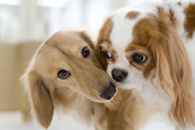 益田ペットクリニック