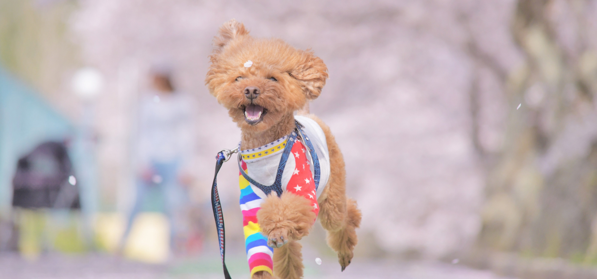 ひろい動物病院