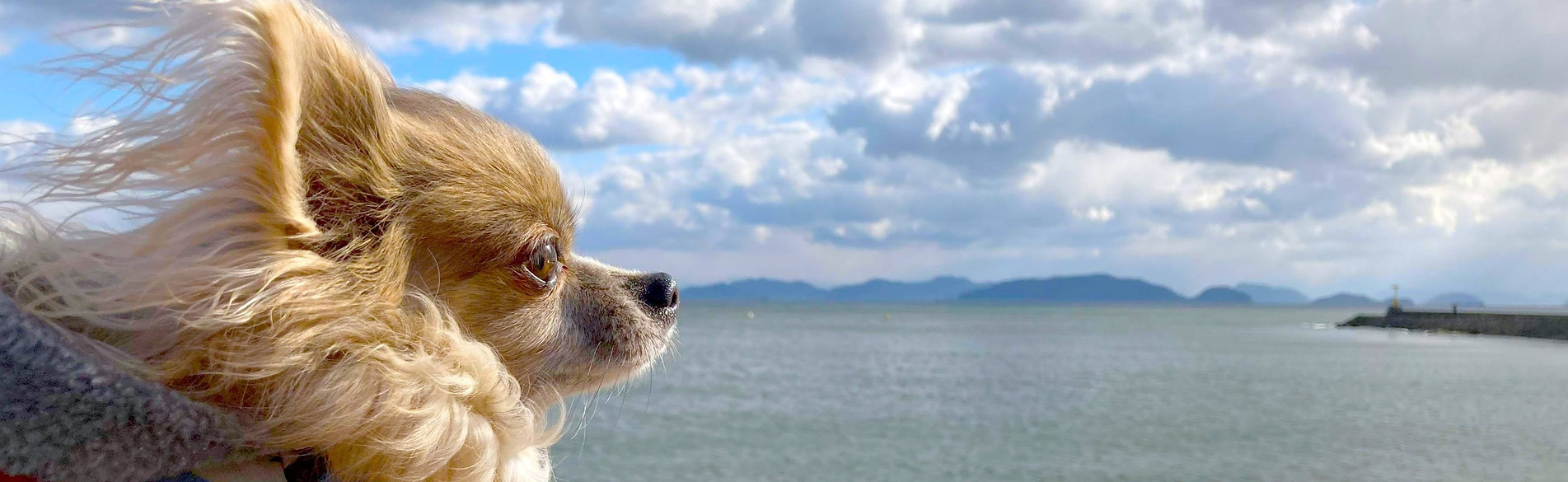 ひらい動物病院