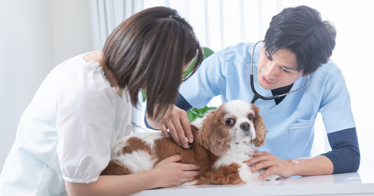 沖縄国際動物医療センター 那覇病院