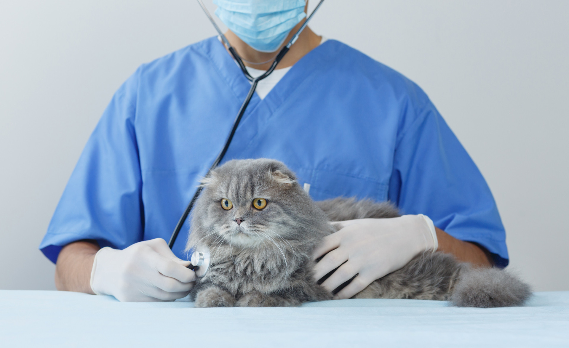 ミュウ動物病院