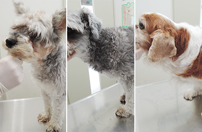 ウスキ動物病院