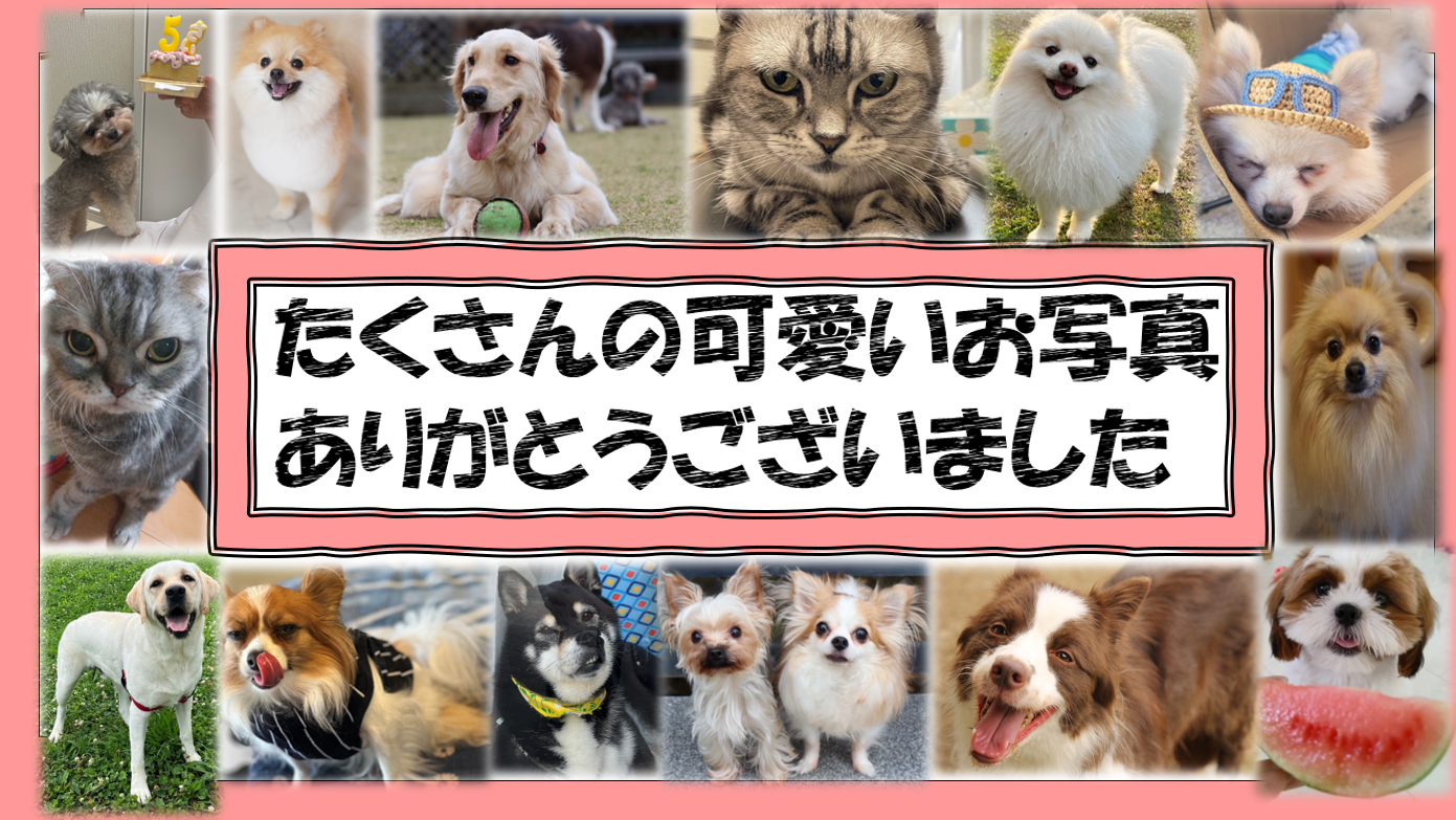 いぶきの動物病院