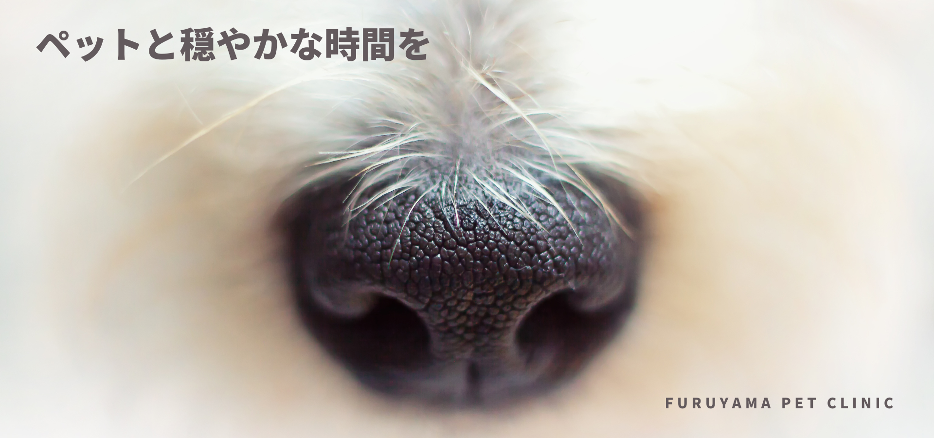 フルヤマペットクリニック