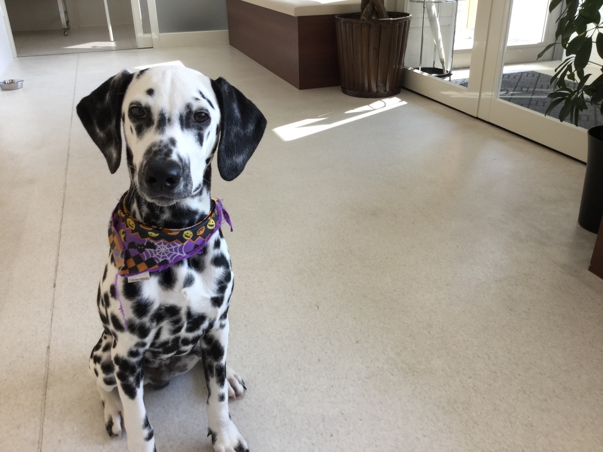 陽だまり動物病院