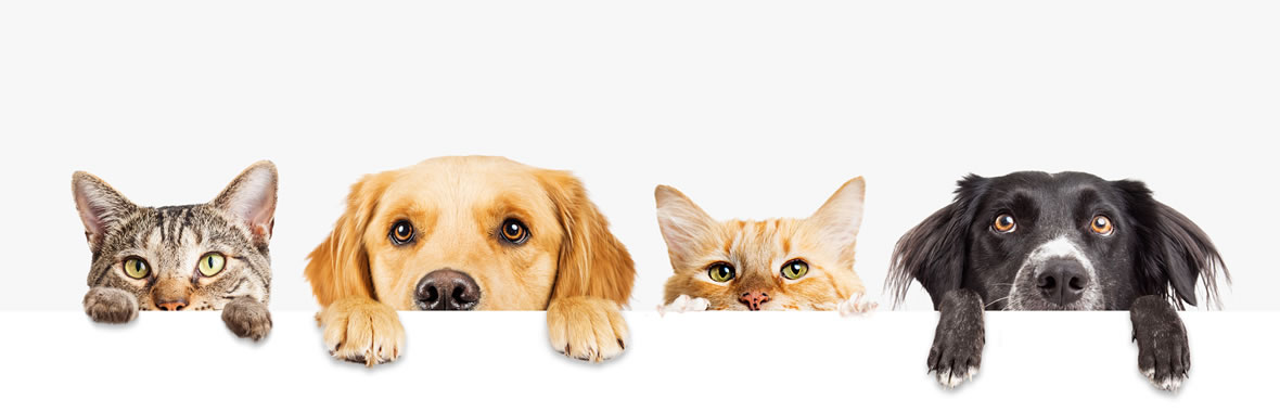 コーラル動物病院