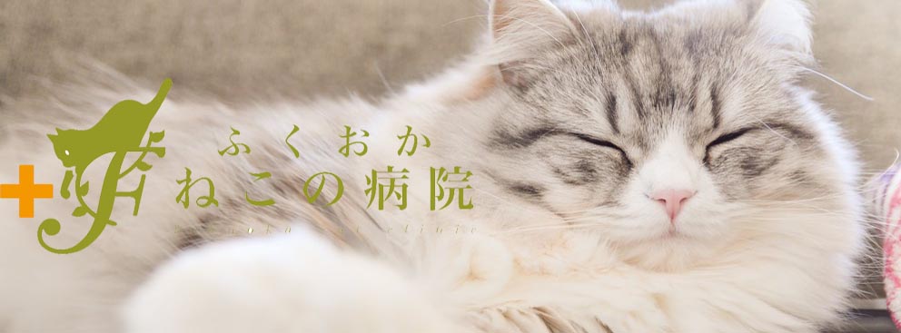 福岡ねこの病院