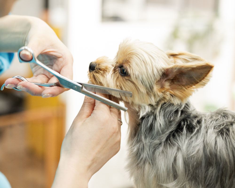 オリバ犬猫病院 豊橋三ノ輪院