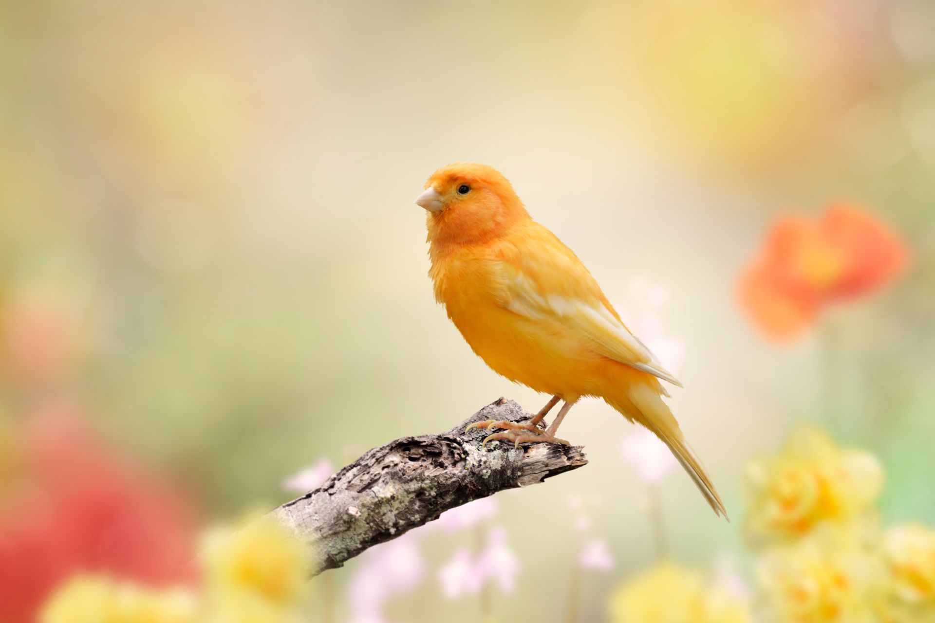 仙台小鳥のクリニック