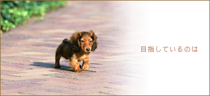 こだまどうぶつ病院